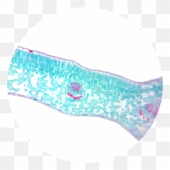 Winter Jasmine Leaf Cross Section - Cross Section Leaf Png,Jasmine Png