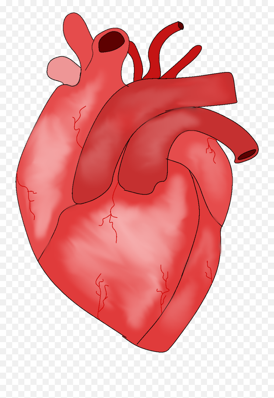3d Heart Using Personalized Bio - Illustration Png,3d Heart Png