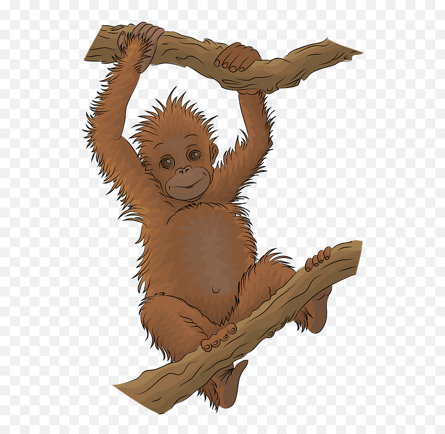 Clipart - Orangutans Cartoon Png,Orangutan Png