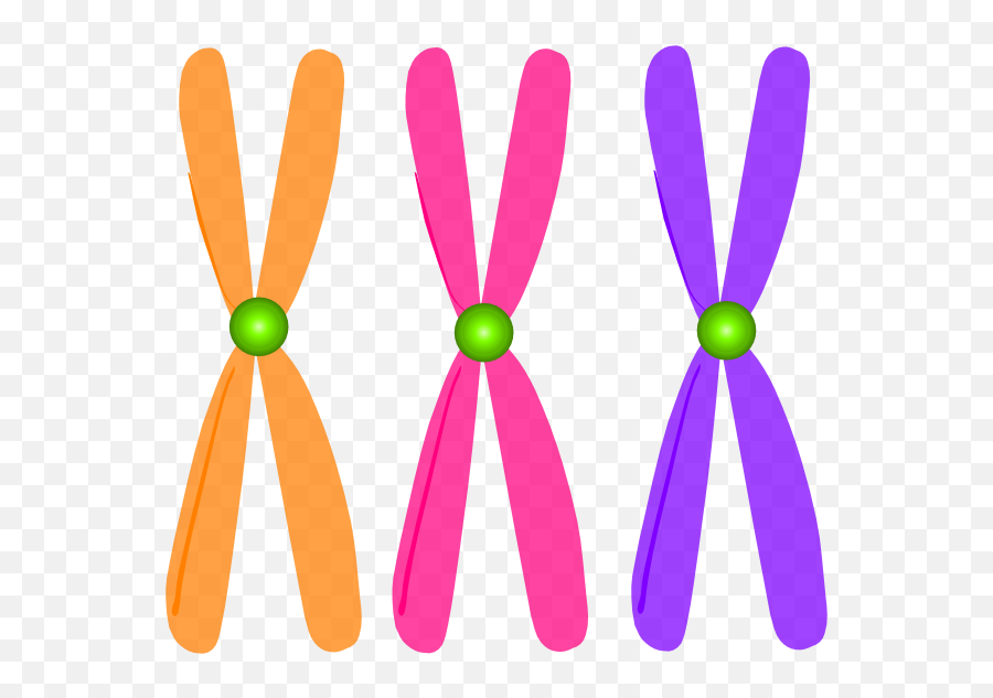 Dna Clipart Chromosome Picture - Transparent Chromosome Clipart Png,Chromosome Png