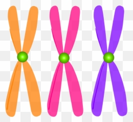 Dna Clipart Chromosome Picture - Transparent png