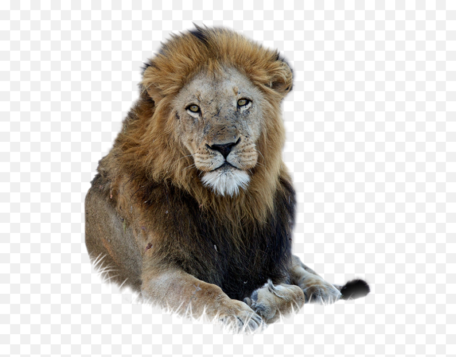 Download Hd Lion Free Png - Png Format Lion Photo Png,Lion Png - free  transparent png images 