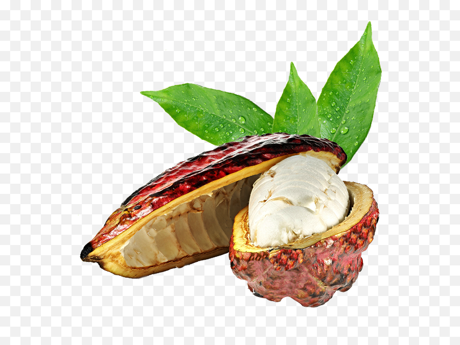 Recetas - Happy Co Pulpa De Cacao Ecuador Frutos De Cacao Png,Cacao Png