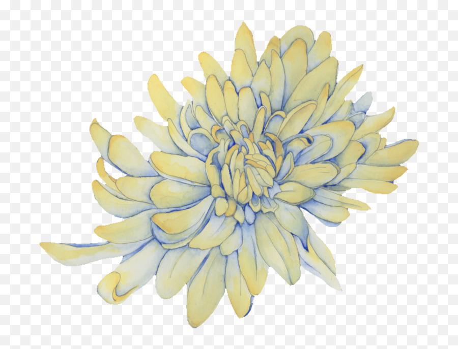 Lost Chrysanthemums 2017 U2014 Julie Ju Young Kim - Illustration Png,Chrysanthemum Png