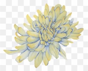 Lost Chrysanthemums 2017 U2014 Julie Ju Young Kim - Illustration Png,Chrysanthemum Png