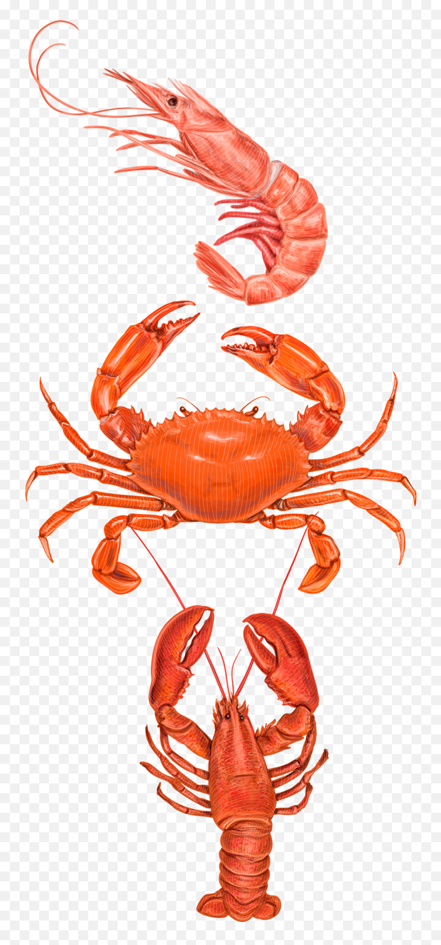 Download Crabs Clipart Prawn Fish - Seafood Illustrations Crab Types Png,Crab Clipart Png