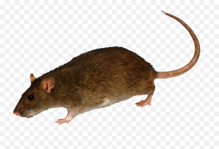 Rat Mouse Icon Png - Rat Transparent Background,Rat Transparent
