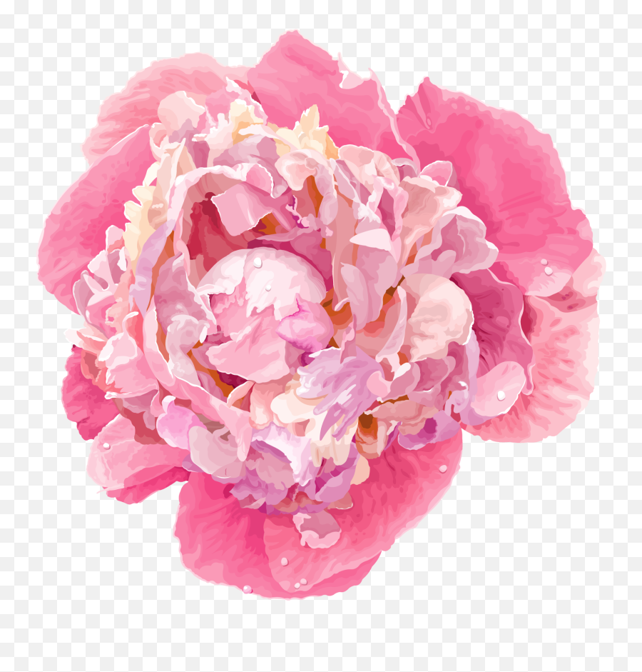 Download Peony Flower Vector Hd Png - Uokplrs Transparent Peony Flower Png,Peony Transparent