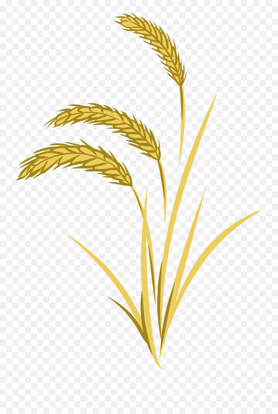 Wheat Grass Png Transparent Images Free Download - Khorasan Wheat,Wheat Png
