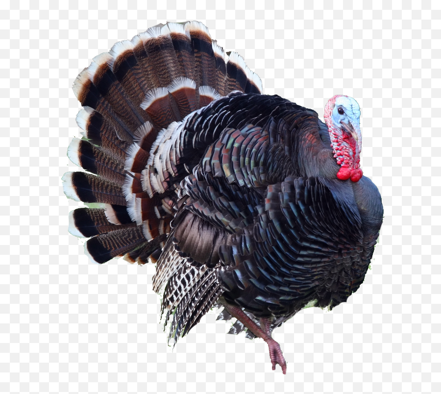 Turkey Bird Png - Turkey Png,Turkey Transparent