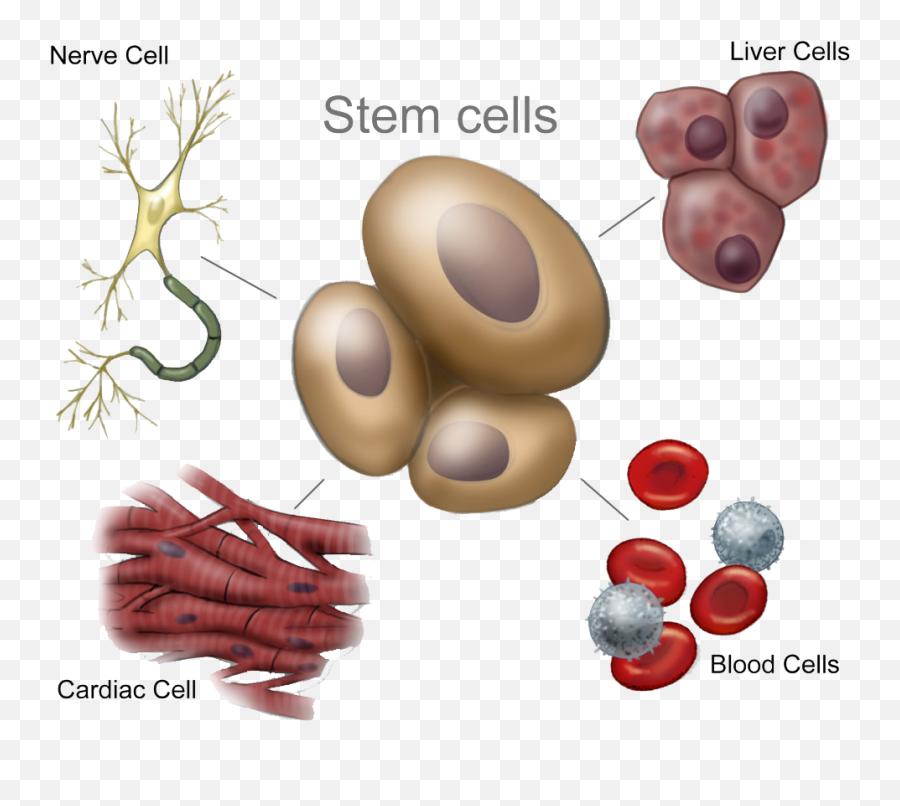 Adult Stem Cells South Lake Pain Institute - Unspecialized Cells Png,Cells Png