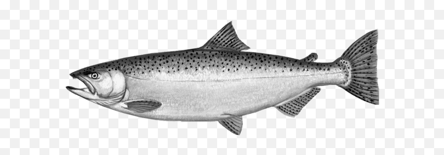 The Chinook Or King Salmon Is A Foreign Contender For - Steelhead Vs Rainbow Trout Png,Salmon Transparent