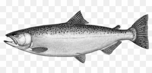 The Chinook Or King Salmon Is A Foreign Contender For - Steelhead Vs Rainbow Trout Png,Salmon Transparent