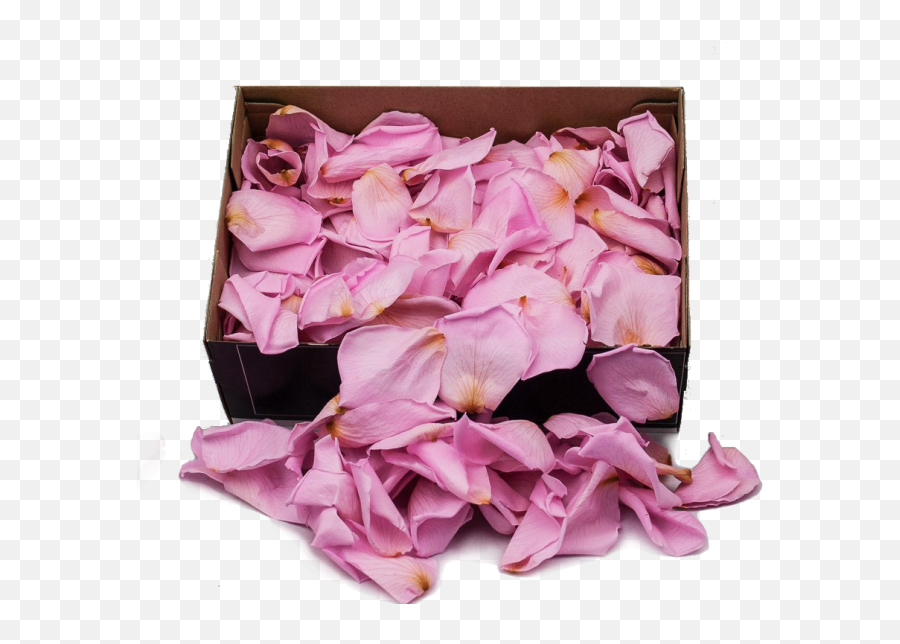 Preserved Rose Petals Hot Pink - Artificial Flower Full Party Supply Png,Pink Rose Petals Png