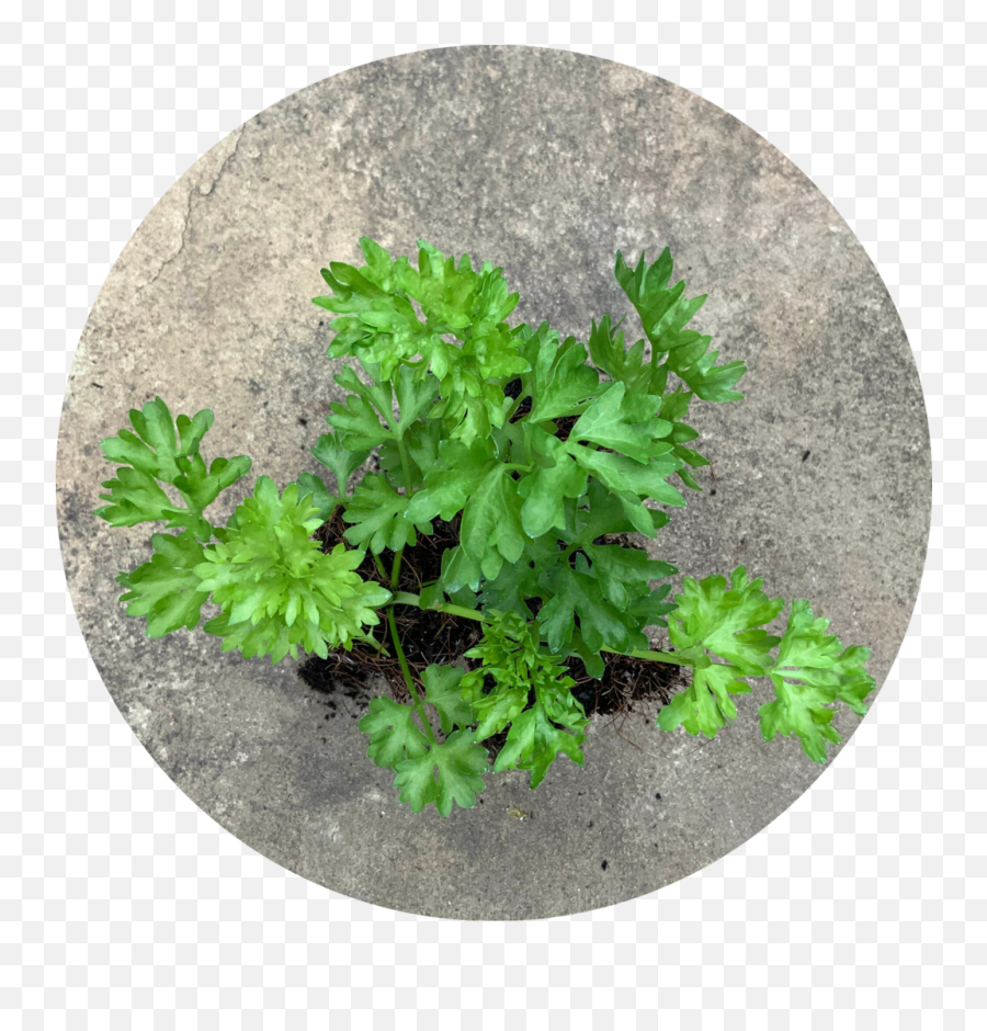 Parsley Assorted U2013 Planted Places - Parsley Png,Parsley Png