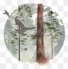 Coast Redwood Range For The Wild Png Tree