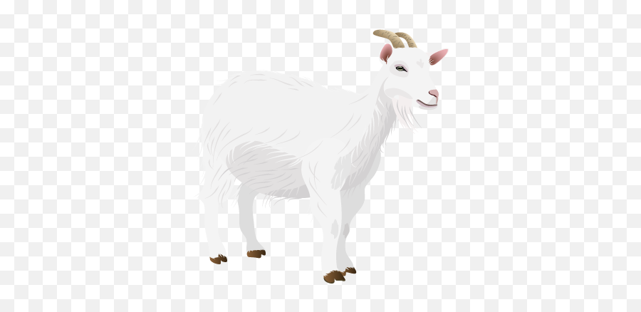 File201408 Goatpng - Wikimedia Commons Goat,Goats Png