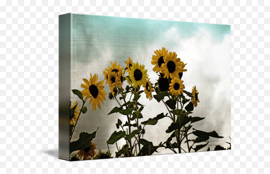 Vintage Sunflowers By Lisa Clear - Common Sunflower Png,Transparent Sunflowers