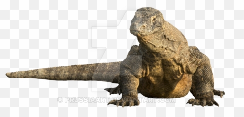 Download - Komodo Dragon Transparent Background png