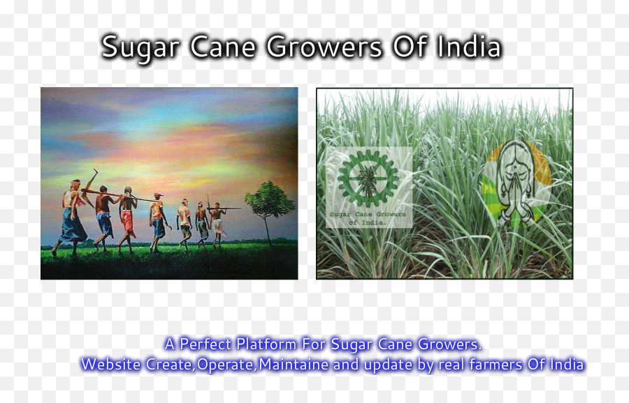 Download Sugarcane Png Image With No - Sweet Grass,Sugarcane Png