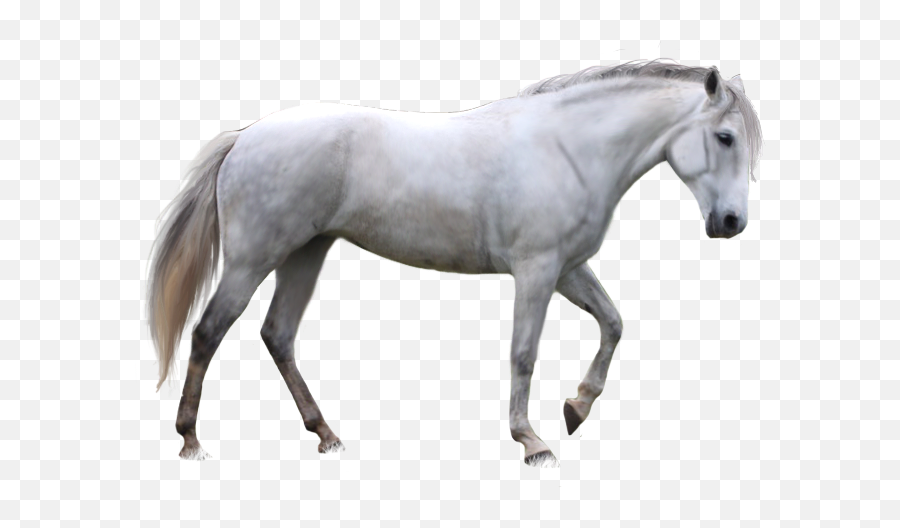 White Horse Png 1 - White Horse With No Background,White Horse Png