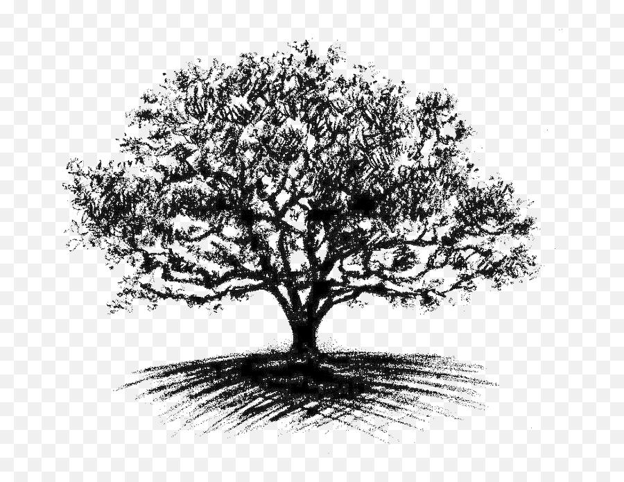 Oak Tree Drawing - Big Oak Tree Drawing Full Size Png Oak Tree Drawing Transparent,Oak Leaf Icon Line
