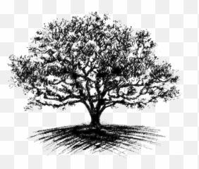 Oak Tree Drawing - Big Full Size PNG Transparent