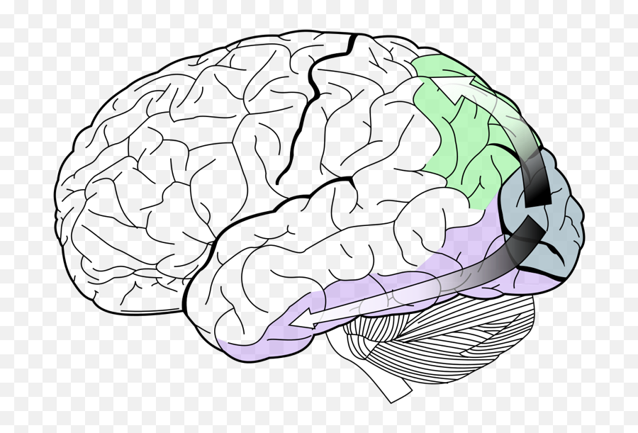 Visual Perception - Queensland Brain Institute University Does Your Brain Look Like Png,Brain Transparent Background