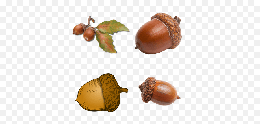 Nature Transparent Png Images - Stickpng Transparent Background Acorn Clipart Png,Nature Png