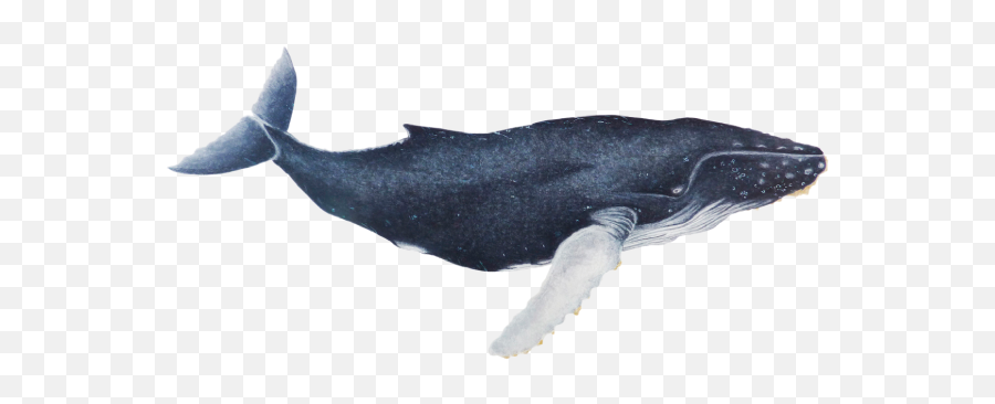 Png Whale Transparent Clipart - Ballena Real Png,Humpback Whale Png