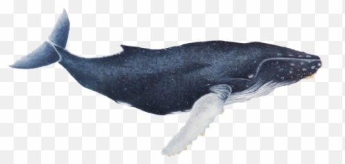 Png Whale Transparent Clipart - Ballena Real Png,Humpback Whale Png