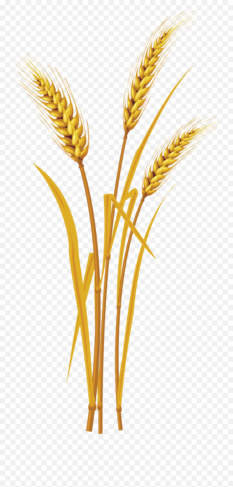 Download Wheat Png Image With No Transparent Background