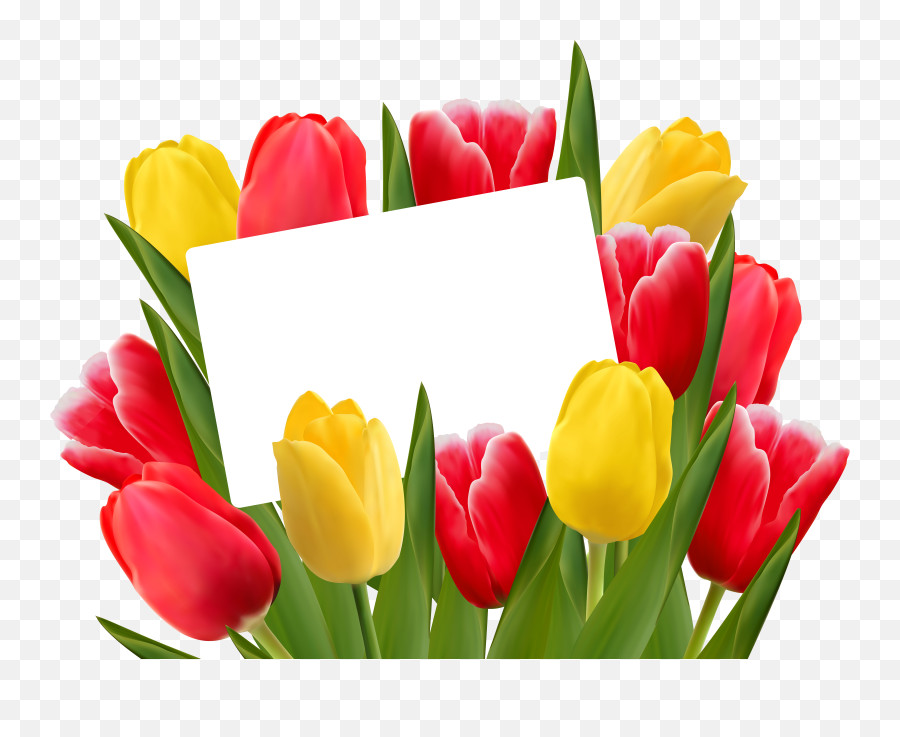Transparent Red And Yellow Tulips - Tulips Clipart Transparent Background Png,Tulip Png