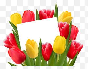 Transparent Red And Yellow Tulips - Clipart Background png