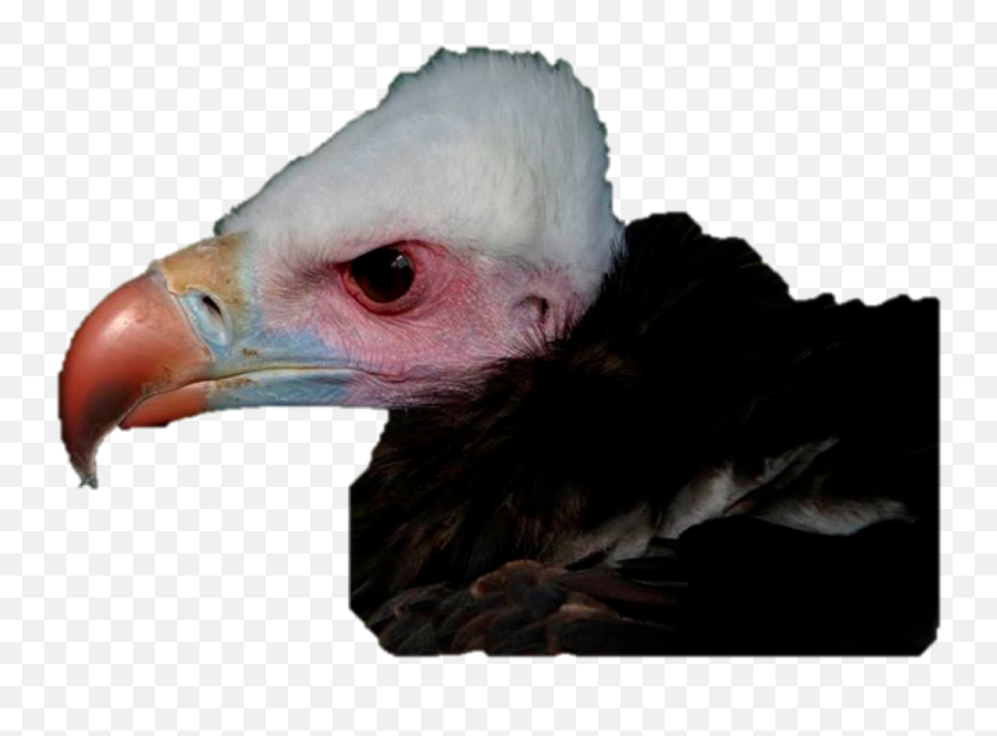 Vulture Vision Paper Accepted Dr Steve Portugal Animal - Domesticated Turkey Png,Vulture Png