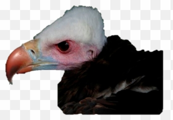Vulture Vision Paper Accepted Dr Steve Portugal Animal - Domesticated Turkey Png,Vulture Png