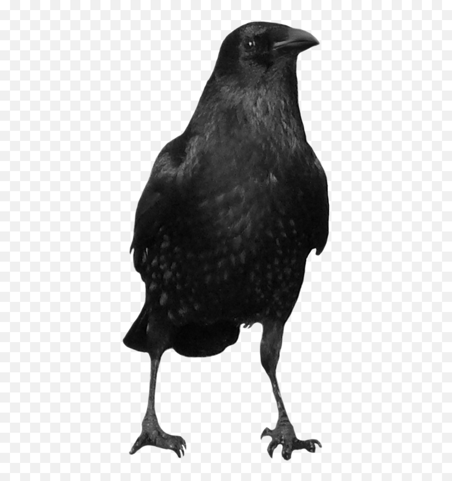 Black Crow Png Image - Transparent Background Black Crow Png,Crows Png