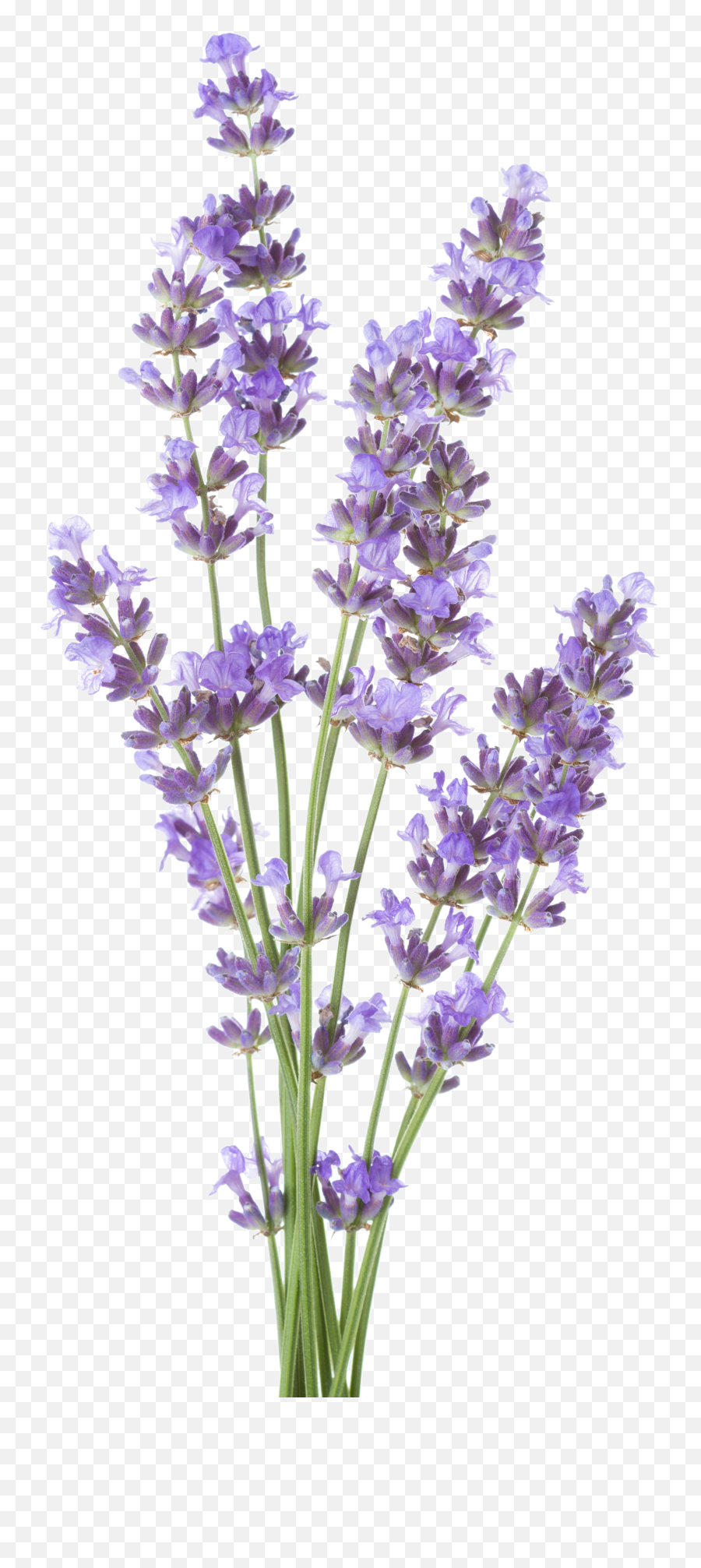 Edible Flowers - Transparent Background Lavender Transparent Png,Lavender Png