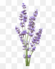 Edible Flowers - Transparent Background Lavender Transparent Png,Lavender Png