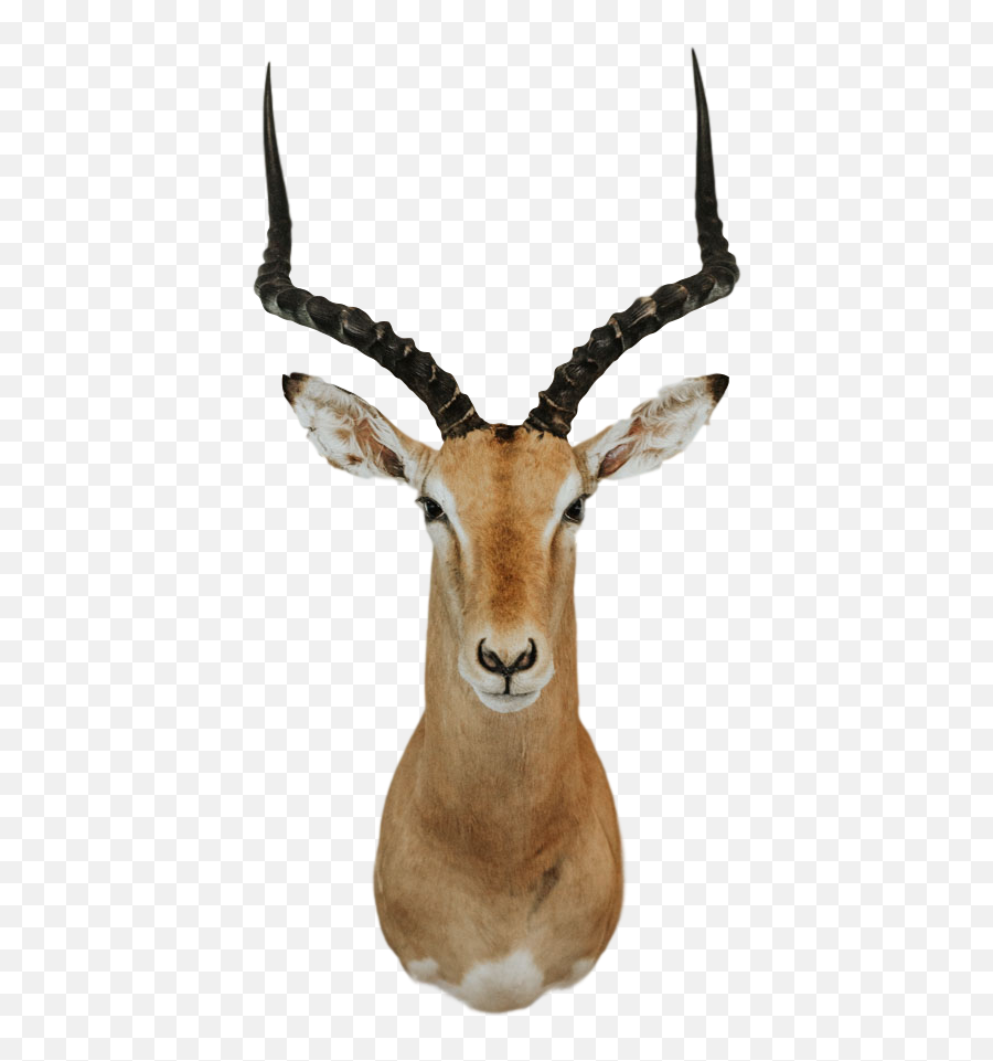 Shoulder Mount - Impala Trophy 1 Transparent Impala Animal Png,Impala Png