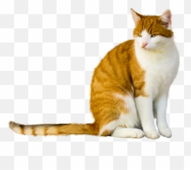 Kite Pngzkeditingzone Sticker By Zkeditingzone - Cat Png,Kite Png