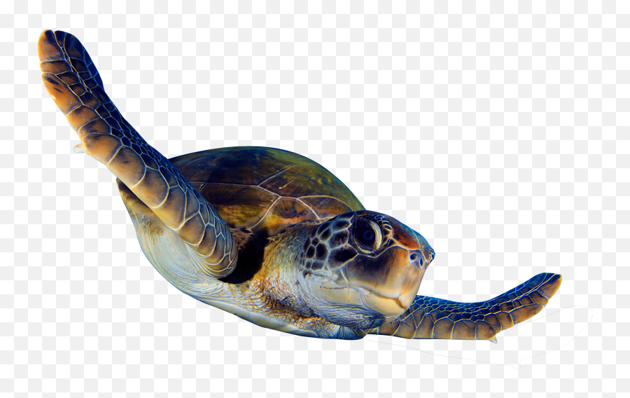 Begin - Sea Turtle Animation Png Full Size Png Download Sea Turtle Animated Png,Turtle Png