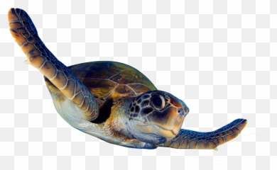 Begin - Sea Turtle Animation Png Full Size Png Download Sea Turtle Animated Png,Turtle Png