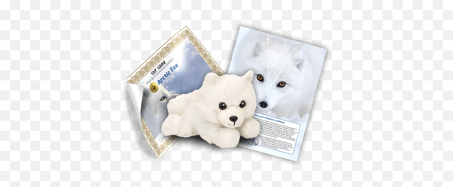 The Amazing Arctic - Earth Rangers Adoption Kit Png,Arctic Fox Png