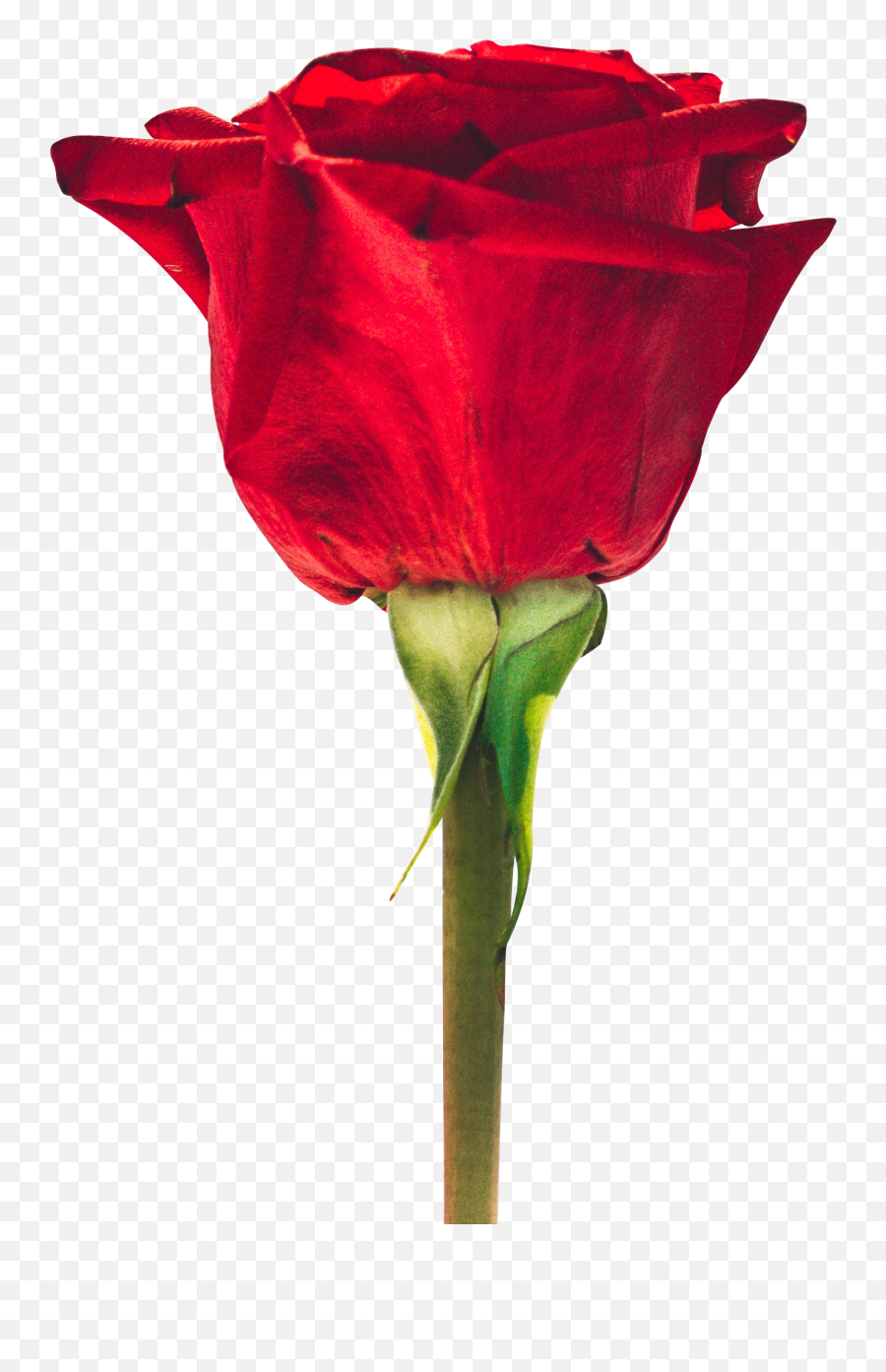 Transparent Beautiful Red Rose Png Free Download Searchpngcom - Good Morning Flower Images With Quotes,Flower Png Transparent