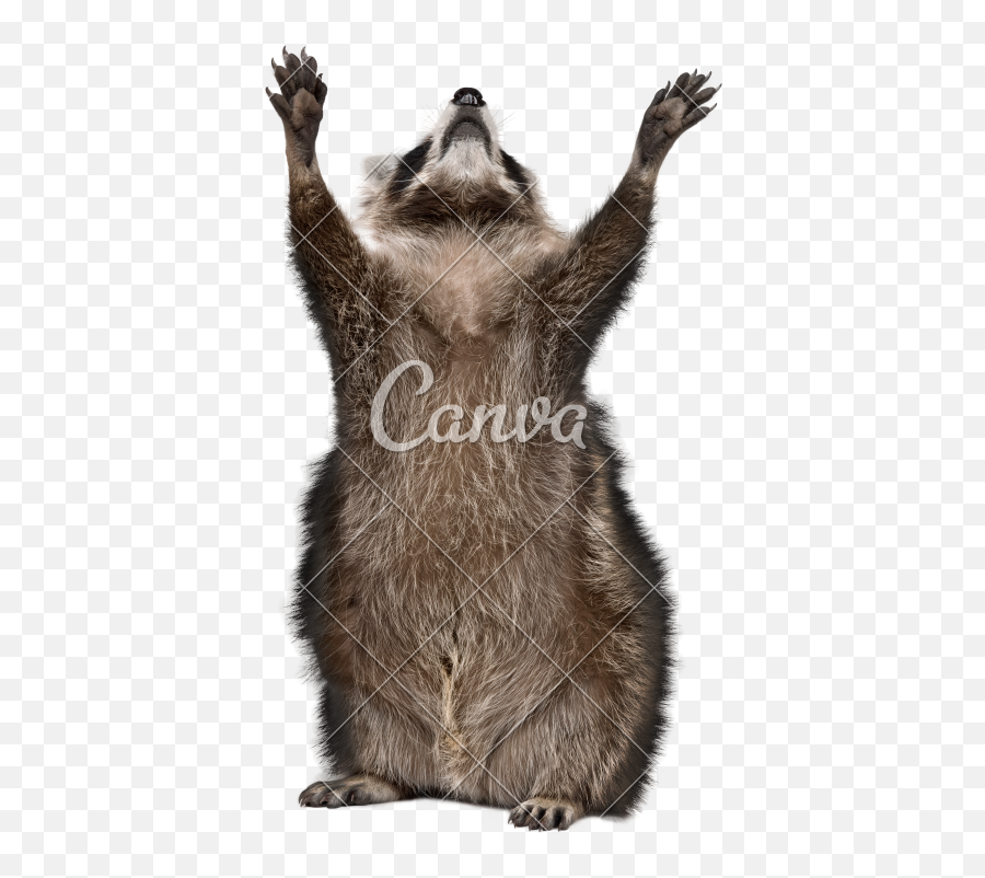 Years Old Reaching Up In Front Of - Racoon With White Png,Racoon Png Years Old Reaching Up In Front Of - Racoon With White Png,Racoon Png