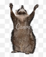 Years Old Reaching Up In Front Of - Racoon With White png