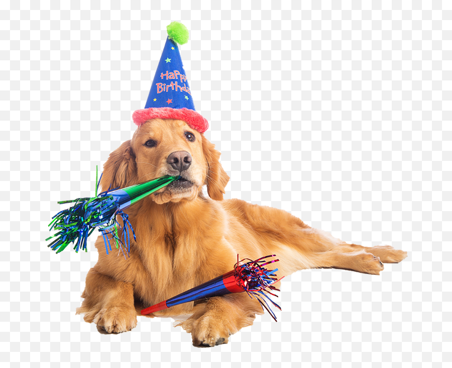 Birthday Dog Png Transparent Dogpng Images Pluspng - Birthday Dog Png,Happy Birthday Hat Png