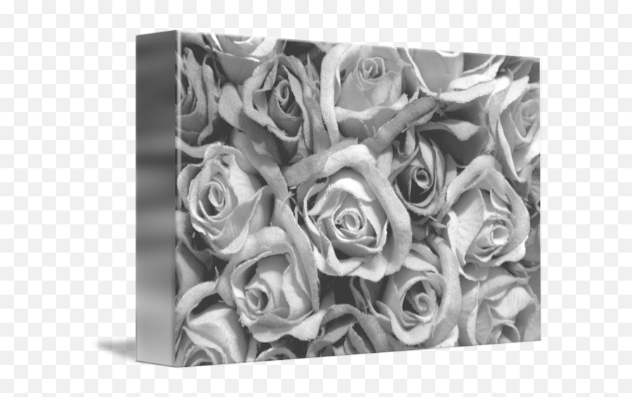 Black Roses By Simon Steiner - Black Roses Png,Black Roses Png