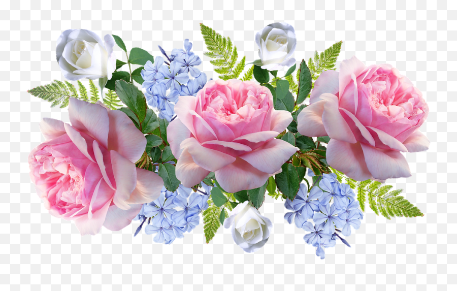 Flowers Pink Roses - Free Image On Pixabay Flores Rosas Y Azul Png,Pink  Rose Petals Png - free transparent png images - pngaaa.com